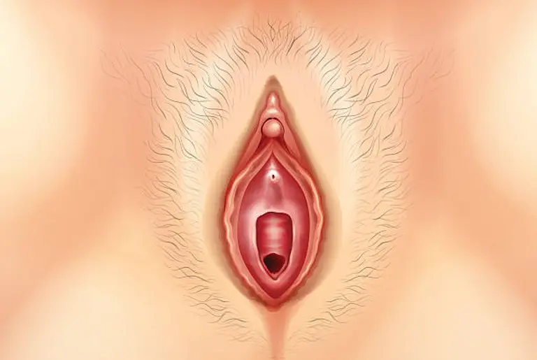 Vagina's avatar