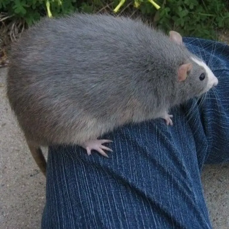 Rubber room rat avatar