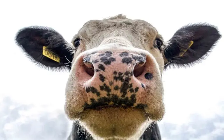 cow avatar