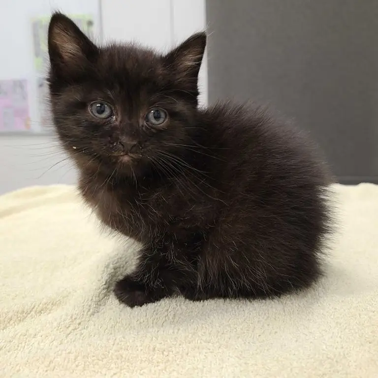 Kitty avatar